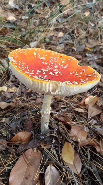 Orman sineği agariği. Zehirli mantar. Orman manzarası