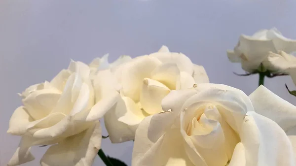 Weiße Rose Strauß Weißer Rosen Hintergrund Für Grußkarte — Stockfoto