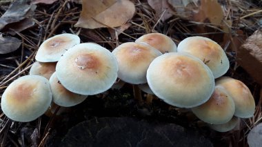 Yenilmez zehirli mantarlar. Ormanda zehirli mantarlar