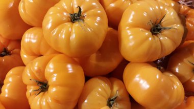 Sarı domatesler. Bir grup sarı domatesin geçmişi.