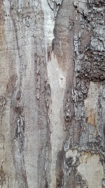 古い腐った木の表面 木製ヴィンテージハリネズミの背景 — ストック写真
