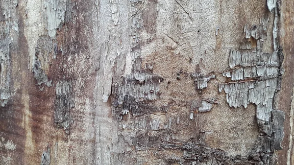 Alte Morsche Holzoberfläche Holz Vintage Igel Hintergrund — Stockfoto