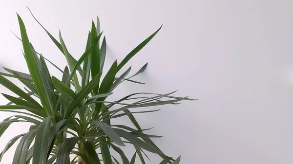 Zimmerpflanze Auf Hellem Hintergrund Hintergrund Für Grußkarte — Stockfoto