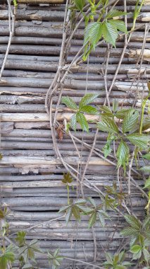 Vintage hasır arka plan. Wicker kırsal çiti