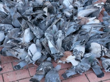 Güvercinler. Bir şehir güvercin sürüsü. Kaldırımda bir grup güvercin