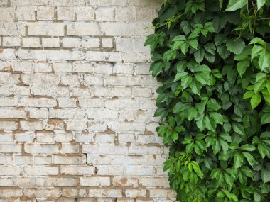 Beyaz taştan bir duvarda yabani üzümler. Kartpostal arka planı