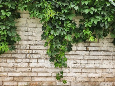 Beyaz taştan bir duvarda yabani üzümler. Kartpostal arka planı