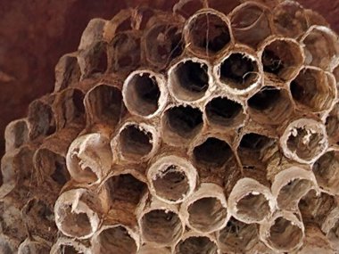 Eşek arısı yuvası. Arı kovanının bal petekleri doğada