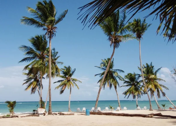 Palmeras Una Playa Tropical Caribe — Foto de Stock
