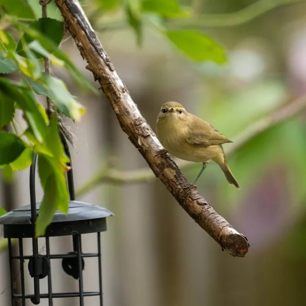 Chiffchaff kuşu bahçedeki bir dala tünedi.