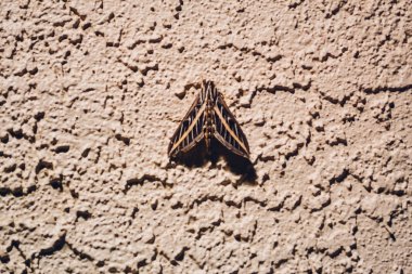 Arizona - 2014 yaklaşık: Arizona, 2014 yılında ABD ortasında duvardaki dev kelebek.