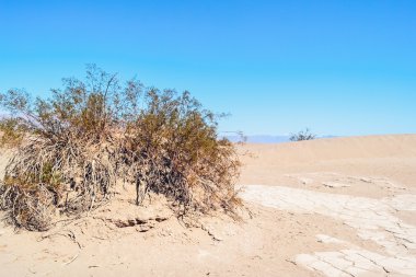 Ölüm Vadisi Milli Parkı, ABD - 2011 yaklaşık: Mesquite düz kum tepeleri Ölüm Vadisi Milli Parkı, Nevada, ABD Yaz 2011 yaklaşık çölde.