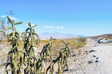 Ölüm Vadisi Milli Parkı, ABD - 2011 yaklaşık: kaktüsler Ölüm Vadisi Milli Parkı, Nevada, ABD yaklaşık Yaz 2011.