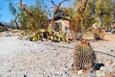 Ölüm Vadisi Milli Parkı, ABD - 2011 yaklaşık: kaktüsler Ölüm Vadisi Milli Parkı, Nevada, ABD yaklaşık Yaz 2011.