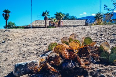 Ölüm Vadisi Milli Parkı, ABD - 2011 yaklaşık: kaktüsler Ölüm Vadisi Milli Parkı, Nevada, ABD yaklaşık Yaz 2011.