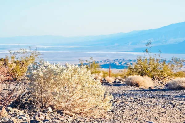 DEATH VALLEY NATIONAL PARK, USA - CIRCA 2011: desert plants and dry earth surface in the Death Valley National Park, Nevada, USA circa summer 2011. — Stock Photo, Image