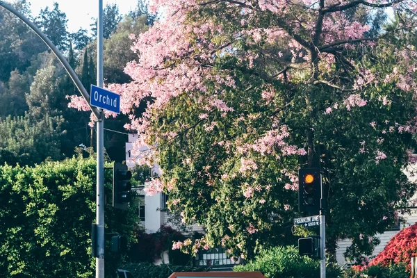 Los Angeles - Circa 2011: Orchid street i Los Angeles, Kalifornien, Usa circa sommaren 2011. — Stockfoto