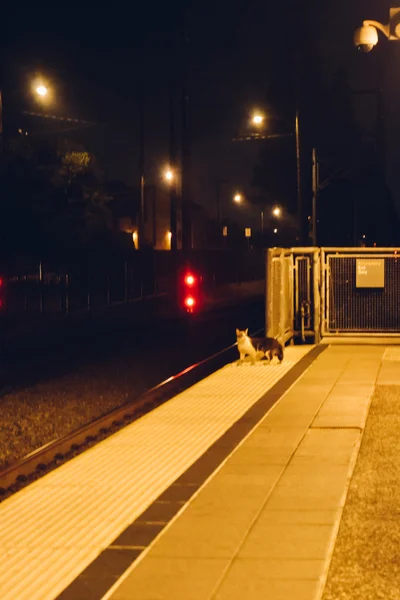 LOS ANGELES - CIRCA 2011 : chat liitle dans la station de métro de Los Angeles la nuit, Californie, États-Unis vers l'été 2011 . — Photo