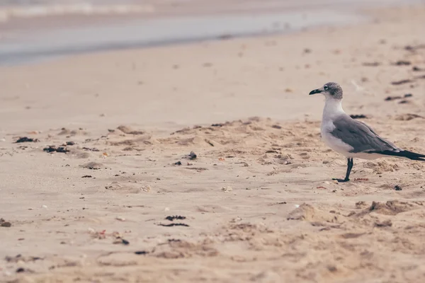 MIAMI BEACH, FL - CIRCA 2011 : mouette sur la plage de Miami Beach, Floride, États-Unis vers l "été 2011 . — Photo