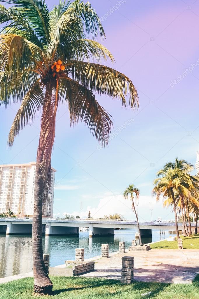 Palms at Miami Beach, Florida Stock Photo - Image of palms, summer