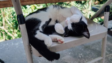 MINCA, COLOMBIA - CIRCA MARCH 2020: Kolombiya 'nın kuzeyindeki Minca köyündeki kahve çiftliğinin terasında siyah beyaz kedi uyuyor.