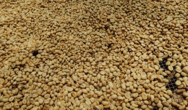 MINCA, COLOMBIA - CIRCA MARCH 2020: Kolombiya 'nın kuzeyindeki Minca San Rafael' de kahve ve çikolata turunda yeşil kahve çekirdekleri kuruyor.