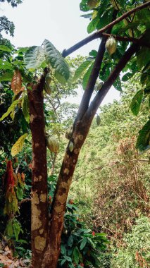MINCA, COLOMBIA - CIRCA MARCH 2020: Kolombiya 'nın kuzeyindeki Minca köyündeki Finca San Rafael kahve çiftliğinde bitkilerle birlikte kahve turu yapan çikolata ağacı.