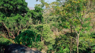 MINCA, COLOMBIA - CIRCA MARCH 2020: Kolombiya 'nın kuzeyindeki Minca kahve köyündeki dağlar ve yeşil orman manzarası.