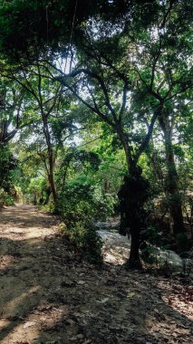 MINCA, COLOMBIA - CIRCA MARCH 2020: Kolombiya 'nın kuzeyindeki Karayip kıyılarına yakın dağlardaki Minca kahve köyünde yeşil orman.