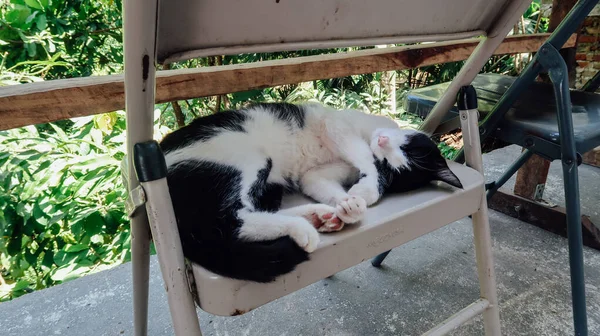 Minca Colombia Circa March 2020 Black White Cat Sleeps Chair — Stock Photo, Image