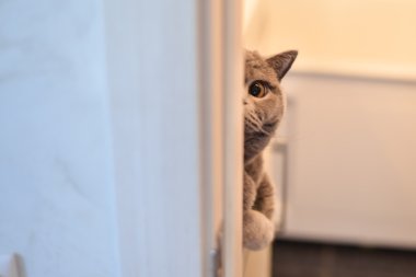 Yarısı duvarın arkasına saklanan bir kedi yüz