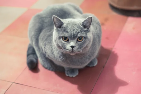 Синяя британская короткошерстная кошка сидит на полу — стоковое фото