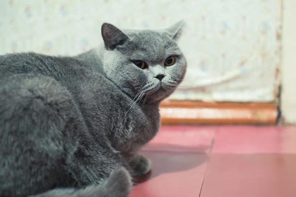 Grande blu britannico shorthair gatto seduto sul pavimento — Foto Stock
