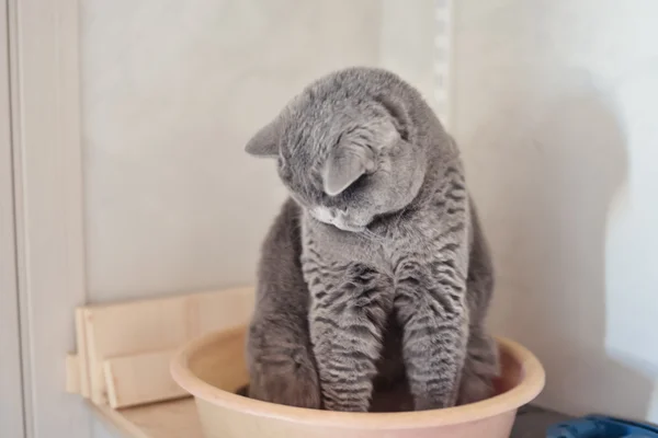 Drôle et belle bleu britannique shorthair chat est assis dans un washbowl — Photo