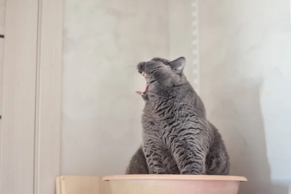 Big beautiful cat yawning — Stock Photo, Image