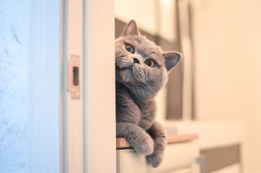 Duvarın arkasındaki mavi İngiliz stenografi kedi gizleme