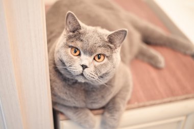 Mavi Britanya ile ilgili stenografi kedi