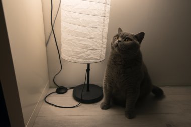 Güzel Gri kedi lamba (mavi Britanya ile ilgili stenografi doğurmak arıyor)