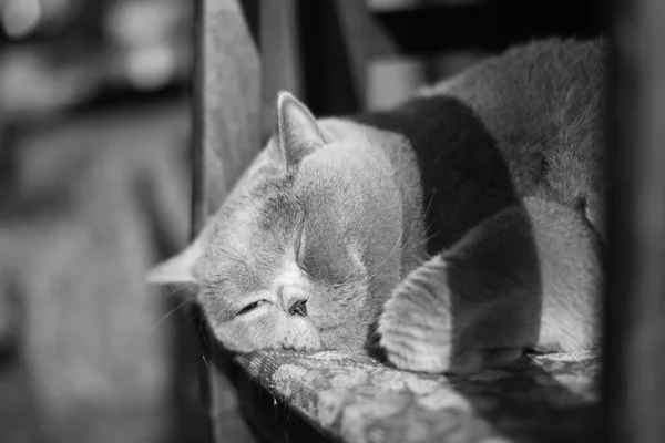 Azul britânico Shorthair Cat dormindo na cadeira — Fotografia de Stock