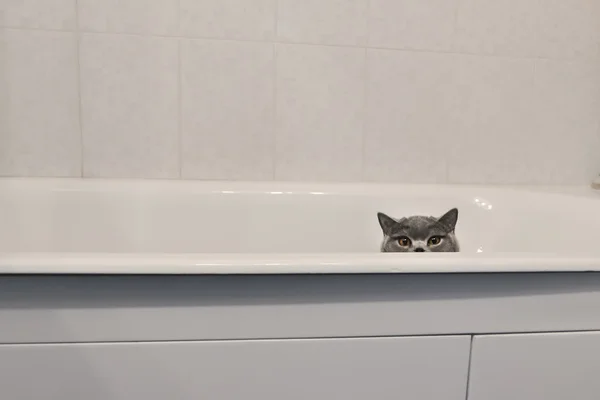 Um gato escondido na banheira — Fotografia de Stock