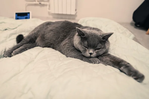 Blauwe Britse korthaar kat is koelend op het bed — Stockfoto