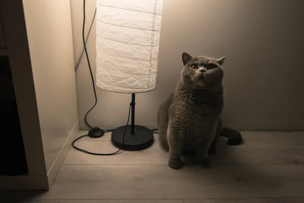 Hermoso gato gris está mirando la lámpara (Azul británico raza Shorthair ) —  Fotos de Stock