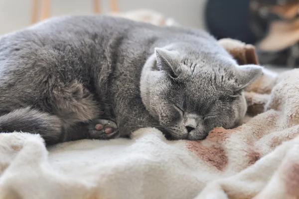 蓝色英国短毛猫睡在床上 图库照片