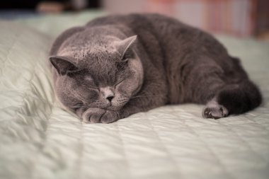 Şirin kedi (mavi Britanya ile ilgili stenografi doğurmak yatakta uyuyor)