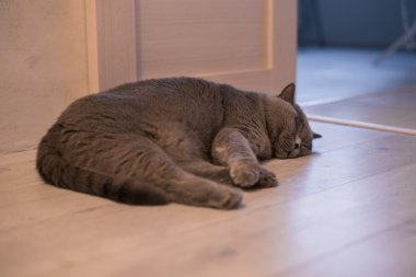 Mavi Britanya ile ilgili stenografi kedi katta uyuyan