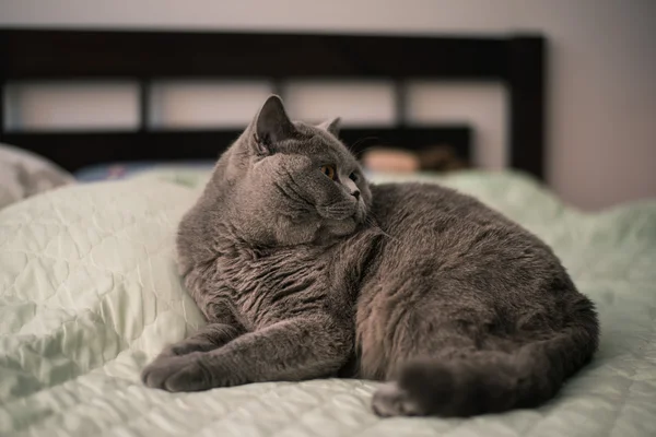 Blue British Shorthair Cat on the bed — стоковое фото