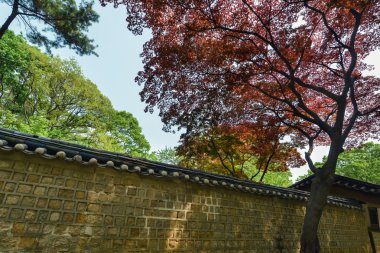Alace bölge Palace, Seul, Kore kırmızı güzel ağaç yaprak