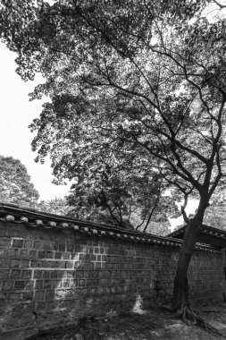 Alace bölge Palace, Seul, Kore duvarda iyi bir ağaca siyah beyaz resim