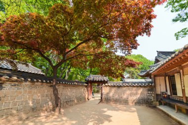 Güzel ağaç üzerinde alace bölge Palace, Seul, Kore