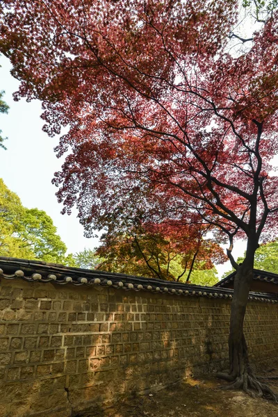 Strom s červenými listy na území Changdeokgung palácový, Seoul, Korea — Stock fotografie